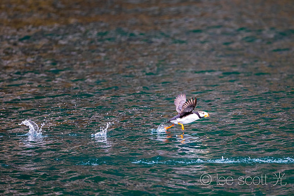 Run Puffin, Run