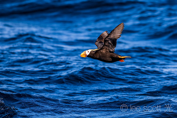 Puffin and Blue Sea