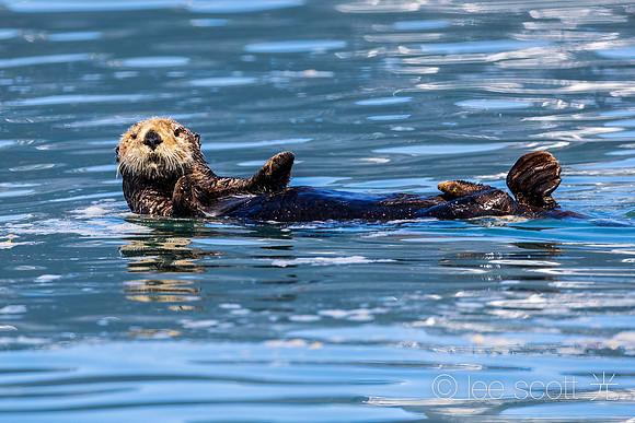 Happy Otter