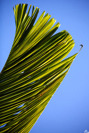 coconut leaf