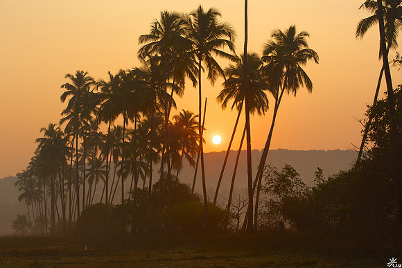 sunrise in a line of coconut trees