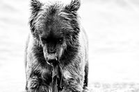 Bear's Eye