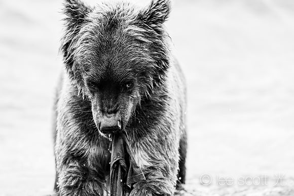Bear's Eye