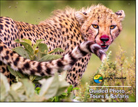 Guided Photo Tours and Safaris