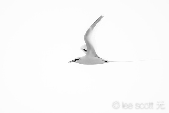 White Tailed Tropic Bird in Black and White