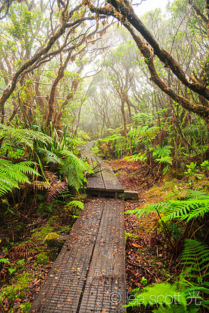 The Alakai Swamp Trail