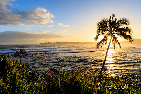 Sun Shine Through Coconut Tree