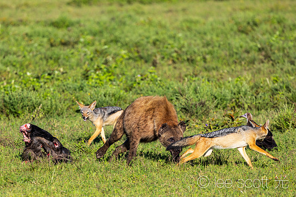 All about Teamwork and Being a Little Sneaky