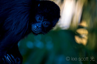 Florida Monkey