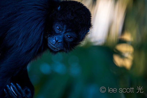 Florida Monkey