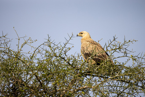 Tawny Eagle