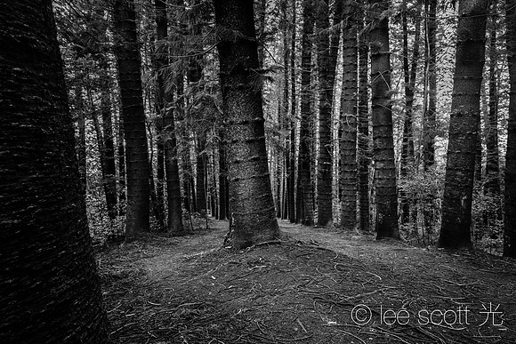 Tree in the Forest