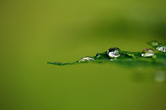 floating in a world of green