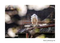 Bird Watching Me