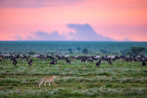Pink Sky and Cheetah