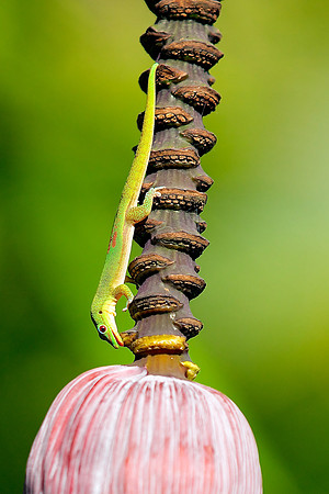 gecko and banana