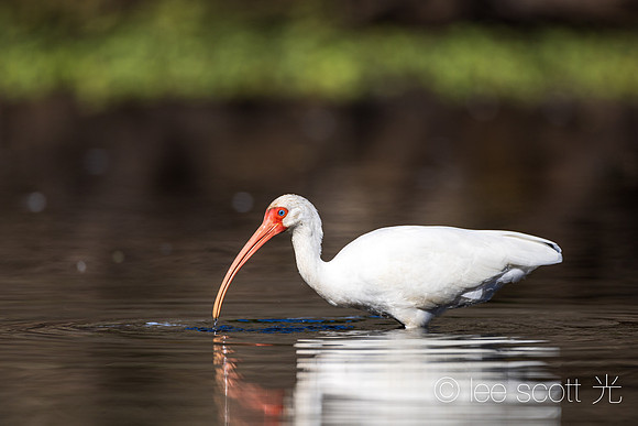 White Ibis