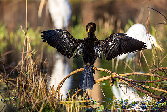 An Anhinga Dries Off (part 2)