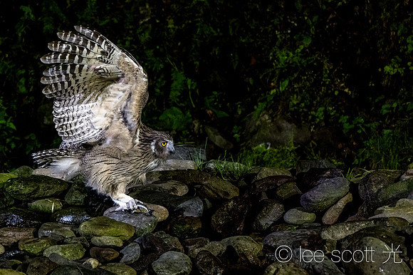 Blakiston's Fish Owl