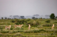 Cheetah Family