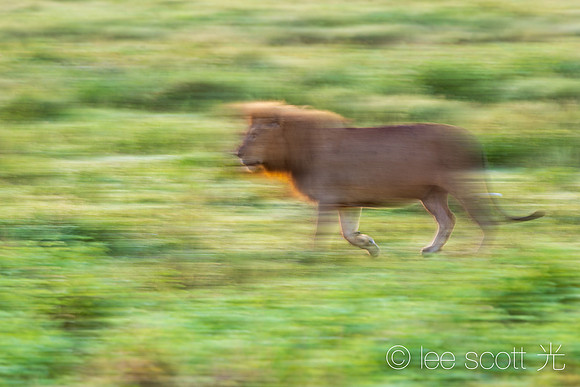 A Slow Lion Trot