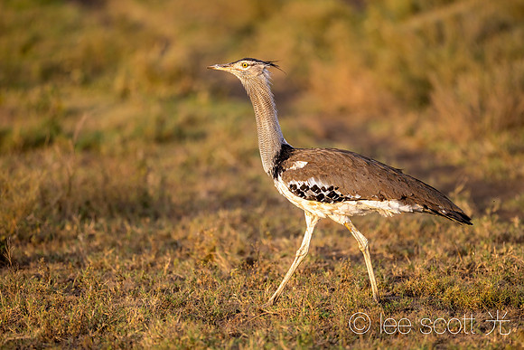 Kori Bustard