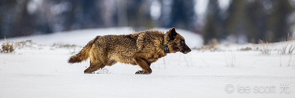 Brindle in the Snow