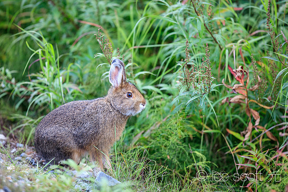 Snowshoe Hare