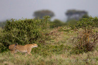 A Cheetah Landscape