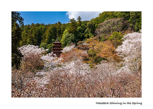 Hasedera Shining in the Spring