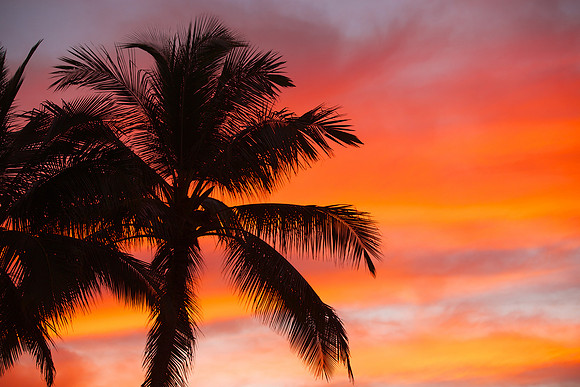where's my maitai?