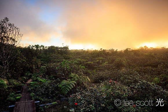 Shifting Moods in the Alakai Swamp