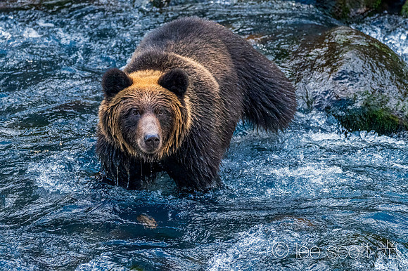 Bear in Blue
