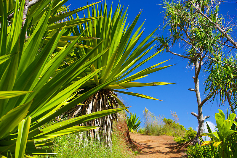 along the kalalau trail
