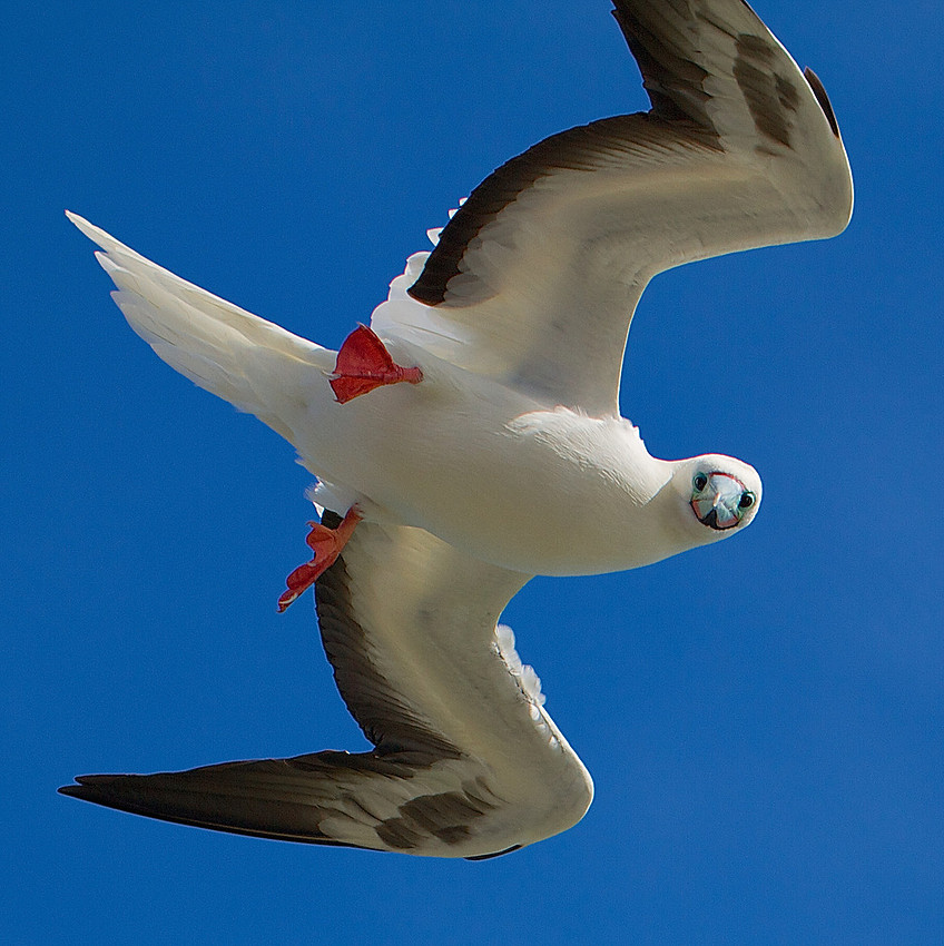 Red Footed Booby