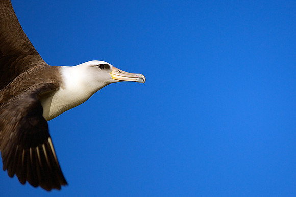 Laysan Albatross