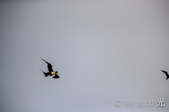 Iwa flying