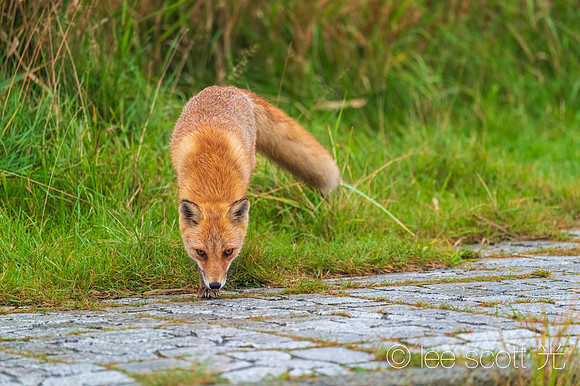 Fox Eyes