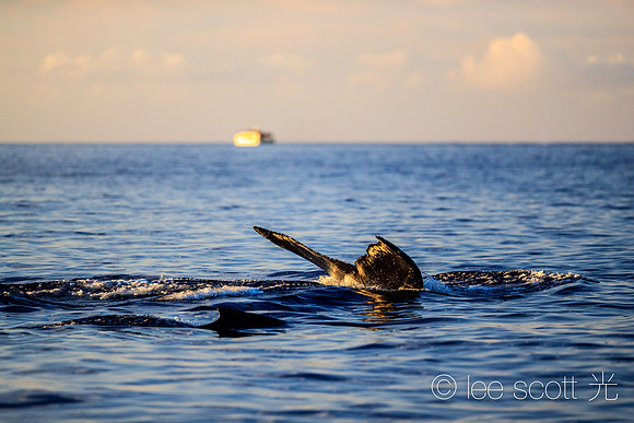 Diver Down