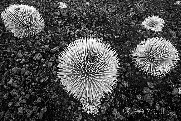 Silversword Pom Poms