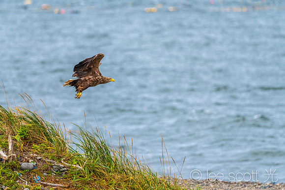 White Tailed Eagle