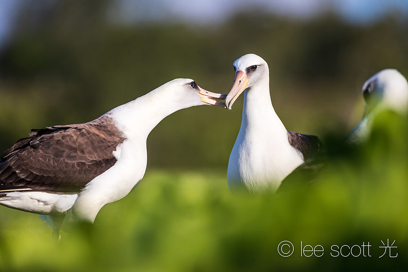 Courtship