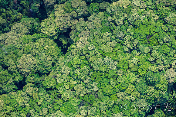 Seeing Green