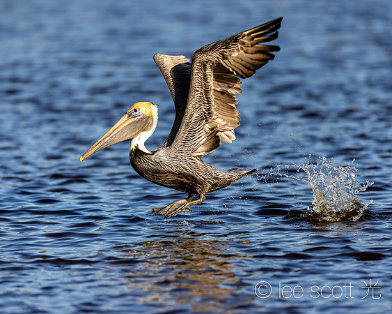 Pelican Skip