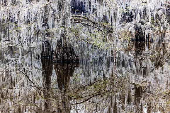 Knees of the Bald Cypress