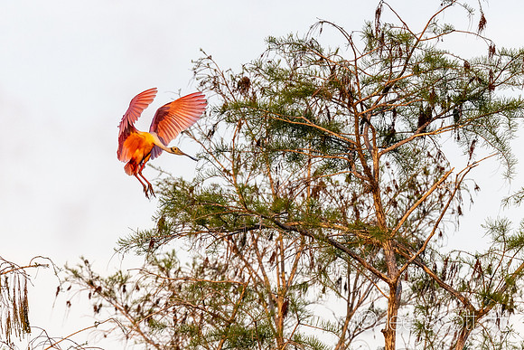 Roseate Spoonbill in Evening Light