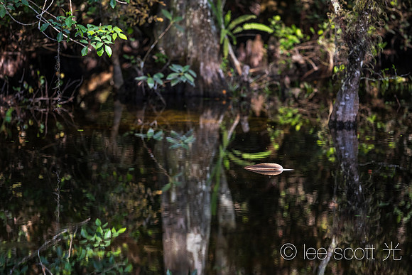 Feather Float