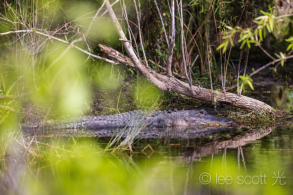Alligator Rest