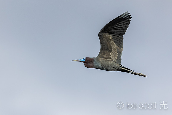 Blue Heron Fly