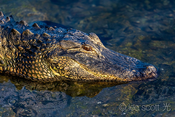 Golden Eye